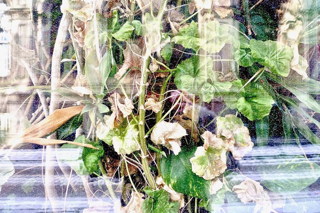 01 JB Photo_Flowers_Montreal