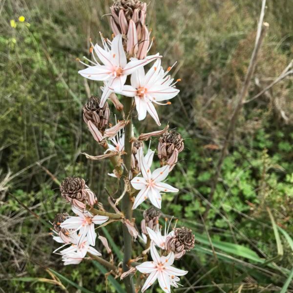 nomadica vendicari made program 1 nomadica vendicari made program 1