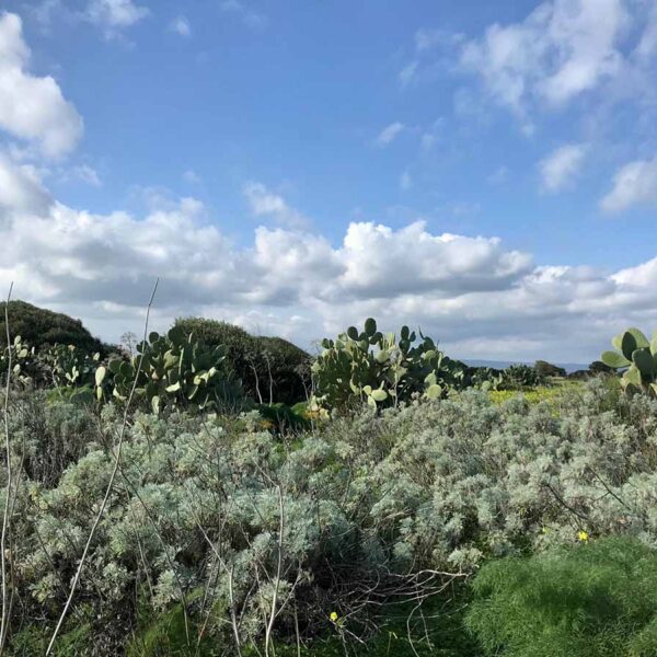 nomadica vendicari made program 2 nomadica vendicari made program 2